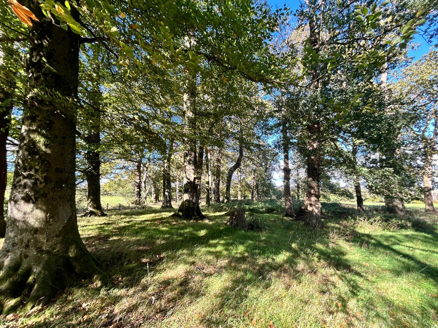 Lot 3: Approximately 2.41 Acres of Woodland, Llwynrhyddid Farm, Hensol